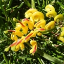 Picture of Grevillea Gold Rush