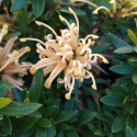 Picture of Grevillea Goldfever