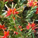 Picture of Grevillea Ignite