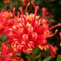 Picture of Grevillea Knockout
