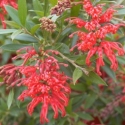 Picture of Grevillea Lady O Std
