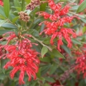 Picture of Grevillea Lady O