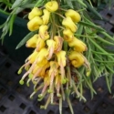 Picture of Grevillea Lemon Daze