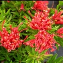 Picture of Grevillea New Blood