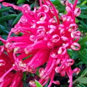 Picture of Grevillea New Blood