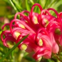 Picture of Grevillea Olympic Flame