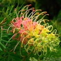 Picture of Grevillea Peaches n Cream