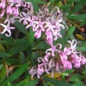 Picture of Grevillea Pink Midget