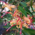 Picture of Grevillea Poorinda Elegance