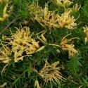 Picture of Grevillea Prostrata Aurea