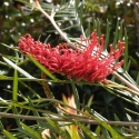 Picture of Grevillea Robin Hood