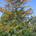 Picture of Grevillea Robusta