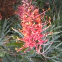 Picture of Grevillea Superb