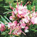 Picture of Grevillea Tickled Pink