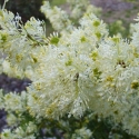 Picture of Grevillea White Wings