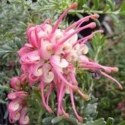 Picture of Grevillea Winter Delight