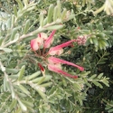 Picture of Grevillea Winter Glow