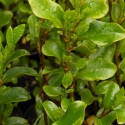 Picture of Griselinia Alpine