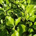 Picture of Griselinia Broadway Mint