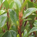 Picture of Griselinia Canterbury