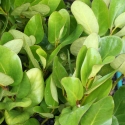 Picture of Griselinia Lucida