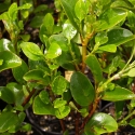 Picture of Griselinia Twilight