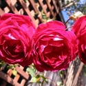 Picture of Gruss An Teplitz-Rose
