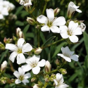 Picture of Gypsophila Filou White