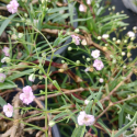 Picture of Gypsophila Rosy Veil