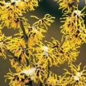 Picture of Hamamelis Arnold Promise