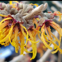 Picture of Hamamelis Arnold Promise