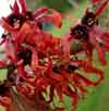 Picture of Hamamelis Diane