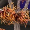 Picture of Hamamelis intermedia Jelena