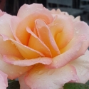 Picture of Hamilton Gardens-Rose