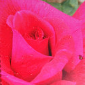 Picture of Hannah-Rose