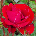 Picture of Hans Christian Andersen Std 80cm Single Bud-Rose