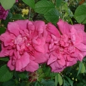 Picture of Hansa-Rose