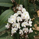 Picture of Hardenbergia Alba