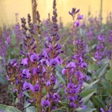 Picture of Hardenbergia Regent