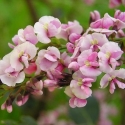 Picture of Hardenbergia Rosea