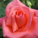 Picture of Harmonie-Rose