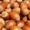 Picture of Hazelnut Tonda di Giffoni