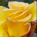 Picture of Heart of Gold Std 80cm Single Bud-Rose