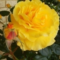 Picture of Heart of Gold Std 80cm-Rose