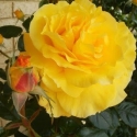 Picture of Heart of Gold-Rose