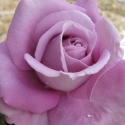 Picture of Heaven Scent Std 80cm-Rose