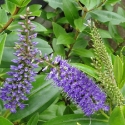 Picture of Hebe Azure