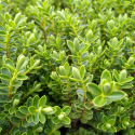 Picture of Hebe Buxifolia