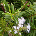 Picture of Hebe Lavender Lace