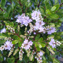 Picture of Hebe Lilac Mist